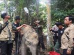Anak Gajah Ditemukan
